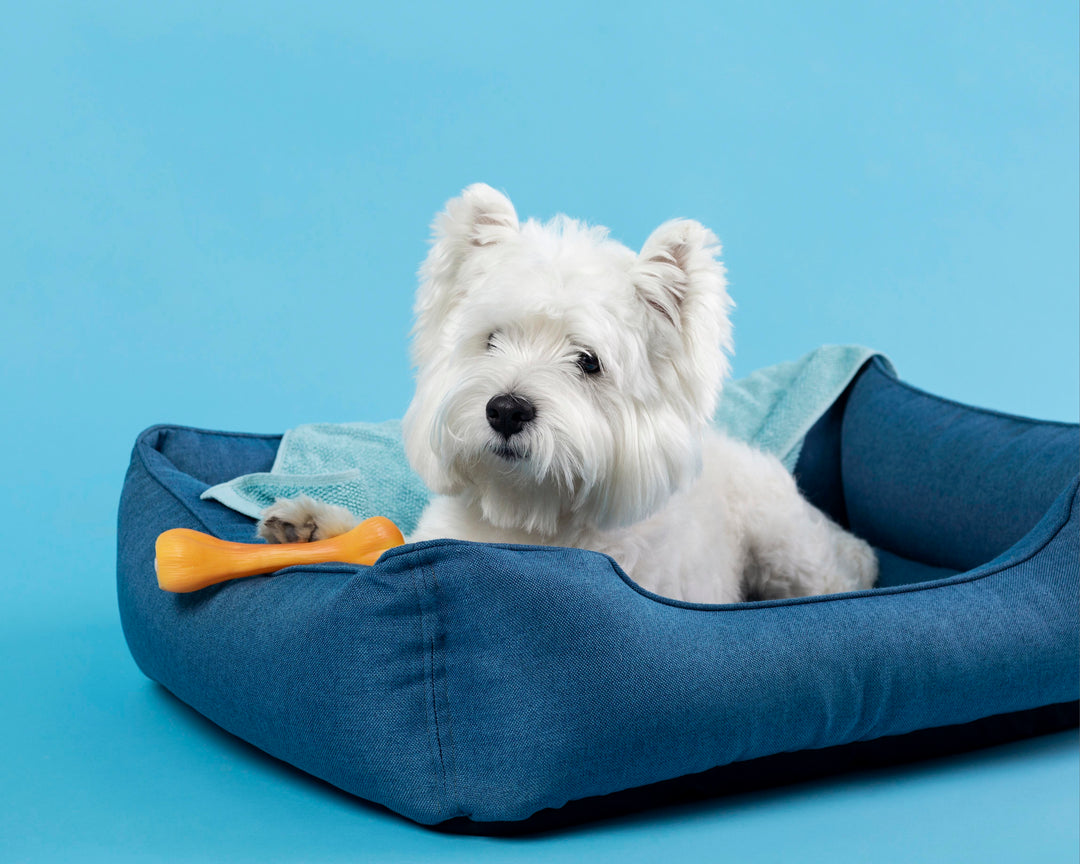 Pamper Your Pawsome Pal: Creating a Tail-Wagging Collection for Your Pet-Centric Shopify Store